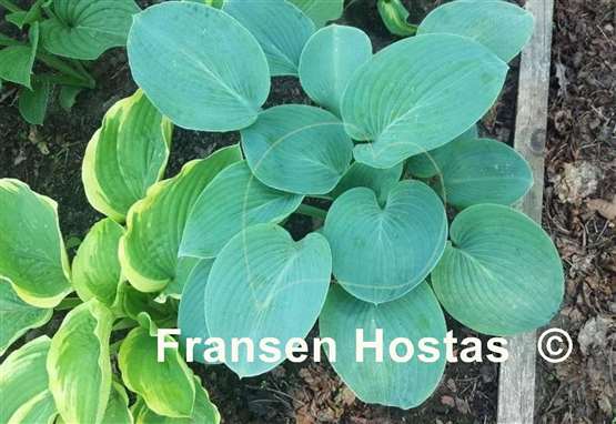 Hosta Hovercraft